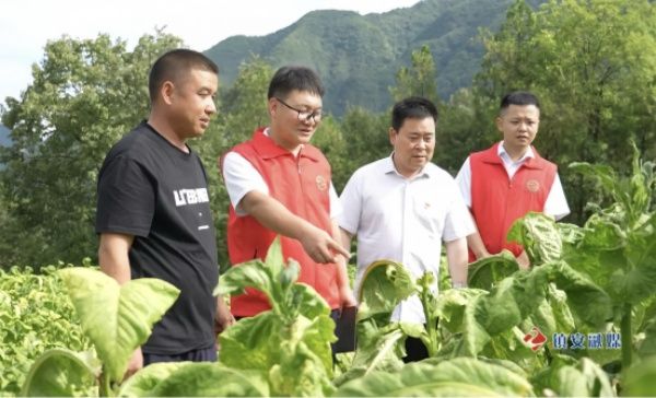 镇安农商银行：“烤烟贷”让镇安烟农实现家门口增收致富美好愿景